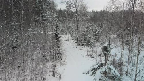 Flying Drone Flies Over a Magical Snowcovered Forest in Winter on Christmas Eve