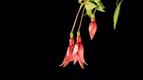 Schöne rosa und lila Fuchsia Blumen
