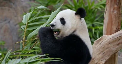 Panda eat bamboo at zoo park