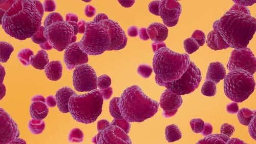 Floating Fresh Raspberries on Orange Background Loop