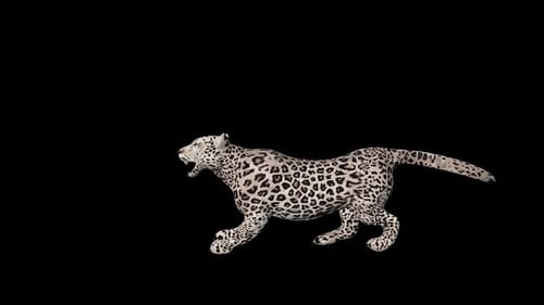 White Jaguar Stalking Cycle with Alpha Channel