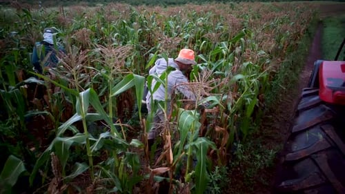 Adults Harvesting Corn in a Rural Field