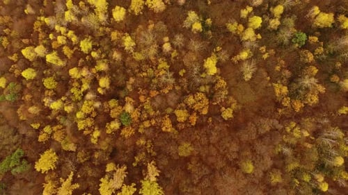 Erstaunliche Vogelperspektive, Wald, Bäume in der Herbstsaison.