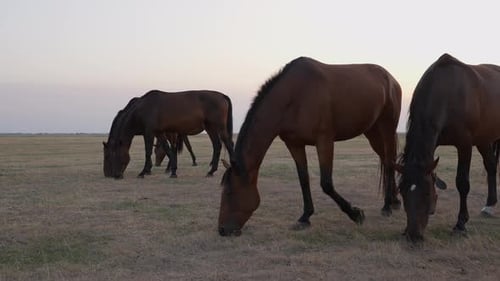 Horses Graze Peacefully in Rural Pasture at Sunset