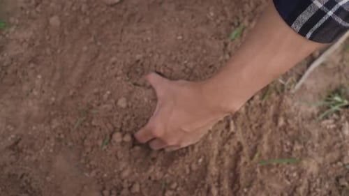 Hands reveal Freshly Dug Potato