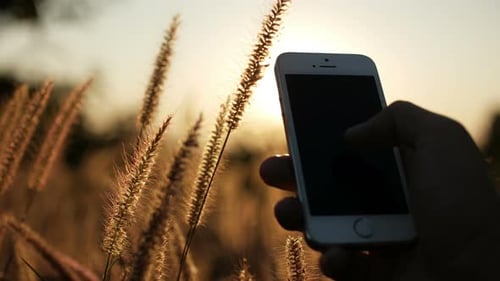 Hand Holding Smartphone in a Field at Sunset