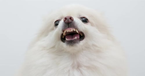 Angry White pomeranian dog barking