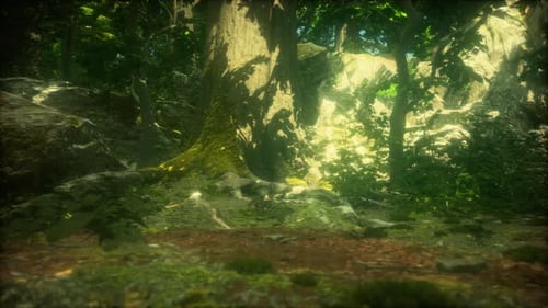 Tree Roots and Sunshine in a Green Forest