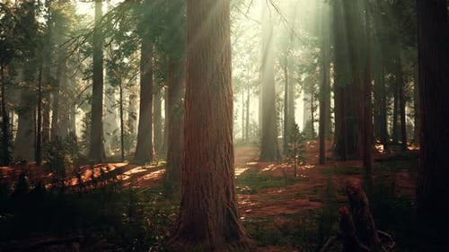 Giant Sequoias in the Giant Forest Grove in the Sequoia National Park