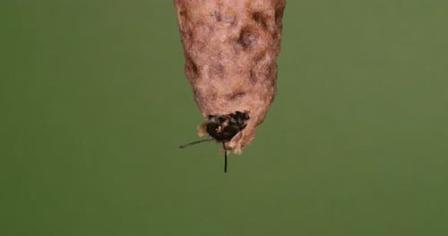 |Europäische Honigbiene, Apis Mellifera, Entstehung einer Königin, Bienenstock in der Normandie, Echtzeit 4K