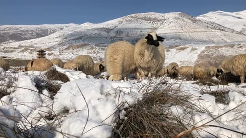 Sheep In A Winter Meadow