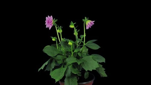 Dahlia Flowers Blooming on Black Background Time Lapse