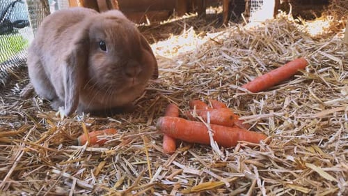 Adorable Brown Rabbit Eating Carrots in Straw