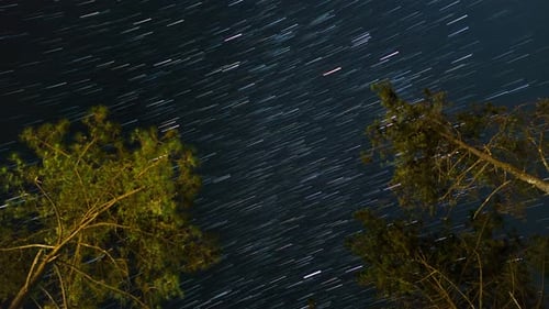 Star Trails With Tree In Night Sky
