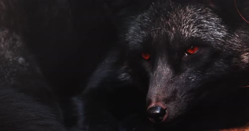 Silberfuchs, Nahaufnahme