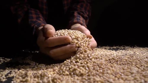 Pile of Wholegrain of Pearl Barley or Wheat That Falls From Above on Black Background