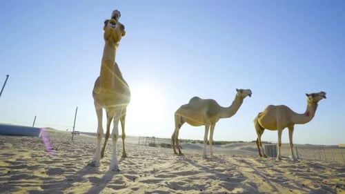 Kamele in der Wüste. Sahara-Wüste. Emirates. Wüste von Abu Dhabi.