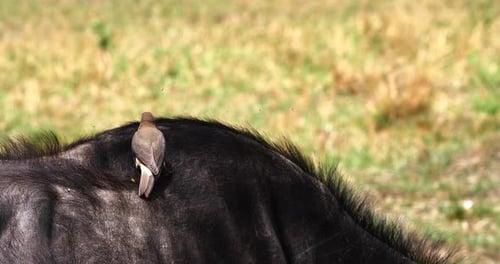 Buffle d'Afrique, syncerus caffer, adulte avec pic à bec jaune, buphagus africanus