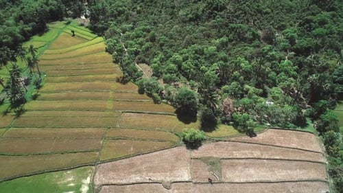 Flying Over Rice Field and Coconut Trees