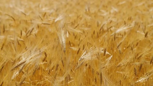 Ripe Yellow Wheat on the Field at Sunny Day, Meadow