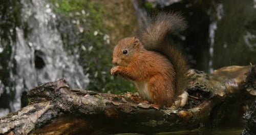 Eichhörnchen isst Nahrung am Baumstamm im Wasser