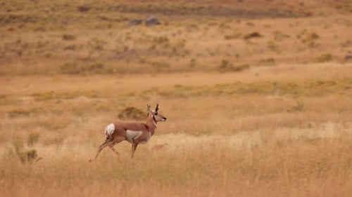 Pronghorn in Yellowstone National Park