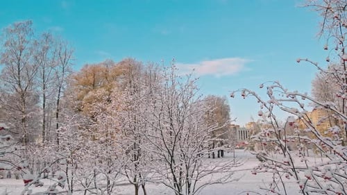 Red Rowan Berries Under The First Snow
