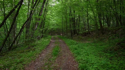 Picturesque path in the spring forest