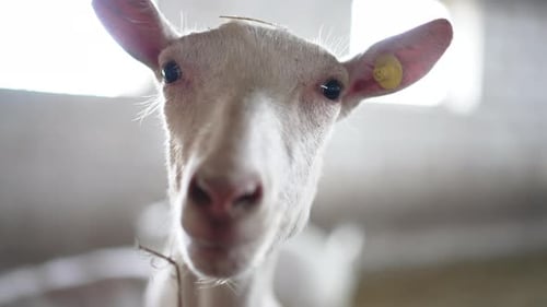 Goat Face Close Up in a Barn