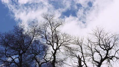 Bare Branches Against a Blue Cloudy Sky