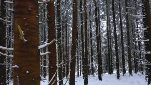 Winter Mountain Forest. Pine Trees Fairy Forest. Untouched spruce. Elf land. Trees pattern.