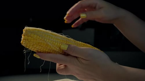 Hands Prepare Fresh Ear of Yellow Corn