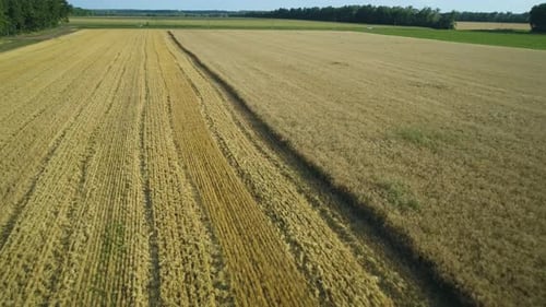 Aufnahmen von Drohnenflug Niedriger Flug über Weizenfeld
