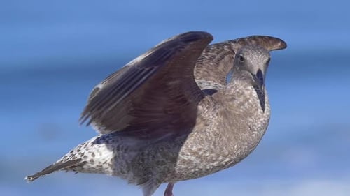 A gray seagull rests near the Pacific Ocean.