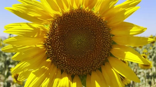 Beautiful Natural Plant Sunflower In Sunflower Field In Sunny Day 56