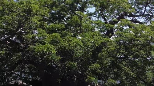 Un Drone percute le plus vieux baobab de Namibie, par une journée ensoleillée