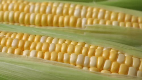 Vibrant Corn on the Cob Close-Up