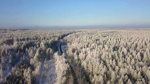 Winter Forest Road Nature