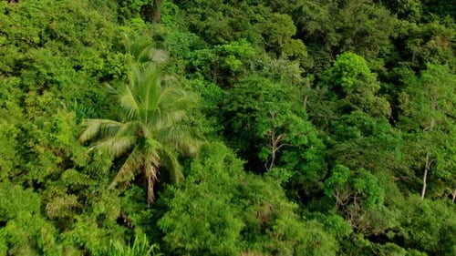 Dense tropical forest vegetation in Thailand, natural jungle landscape
