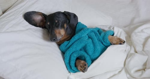 Cute Dachshund Dog Sleeping Peacefully in Bed