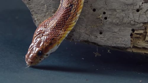 Coronella Brown Snake Crawling on Wooden Snag at Black Background. Close Up