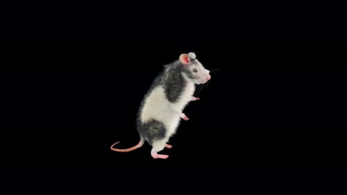 Animated Rat Stands on Hind Legs and Looks Around