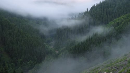 Misty Green Valley Forest Aerial View