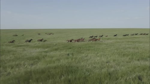 Wild Horses Running Wild Mustangs Run on the Green Grass