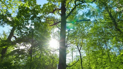 Green Oak Forest