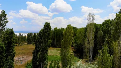 Paysage d'arbre et de ciel bleu