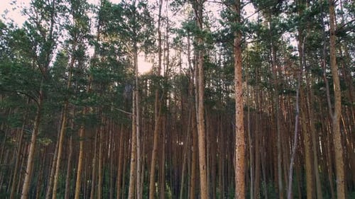 The rays of the sun in the forest