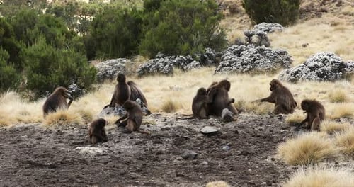 Gelada endémica en la montaña de Simien, Etiopía