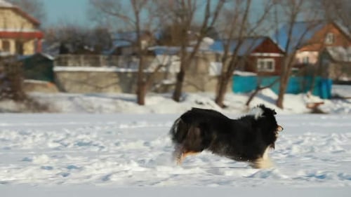 Rough Collie Runs Through Snow with Toy