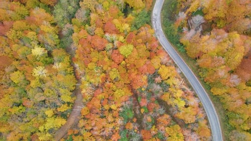 Aerial View of Autumn Forest Road